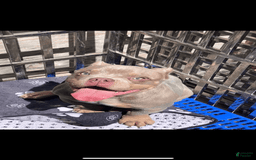 American Bully dogs for sale: Lance - Image 8