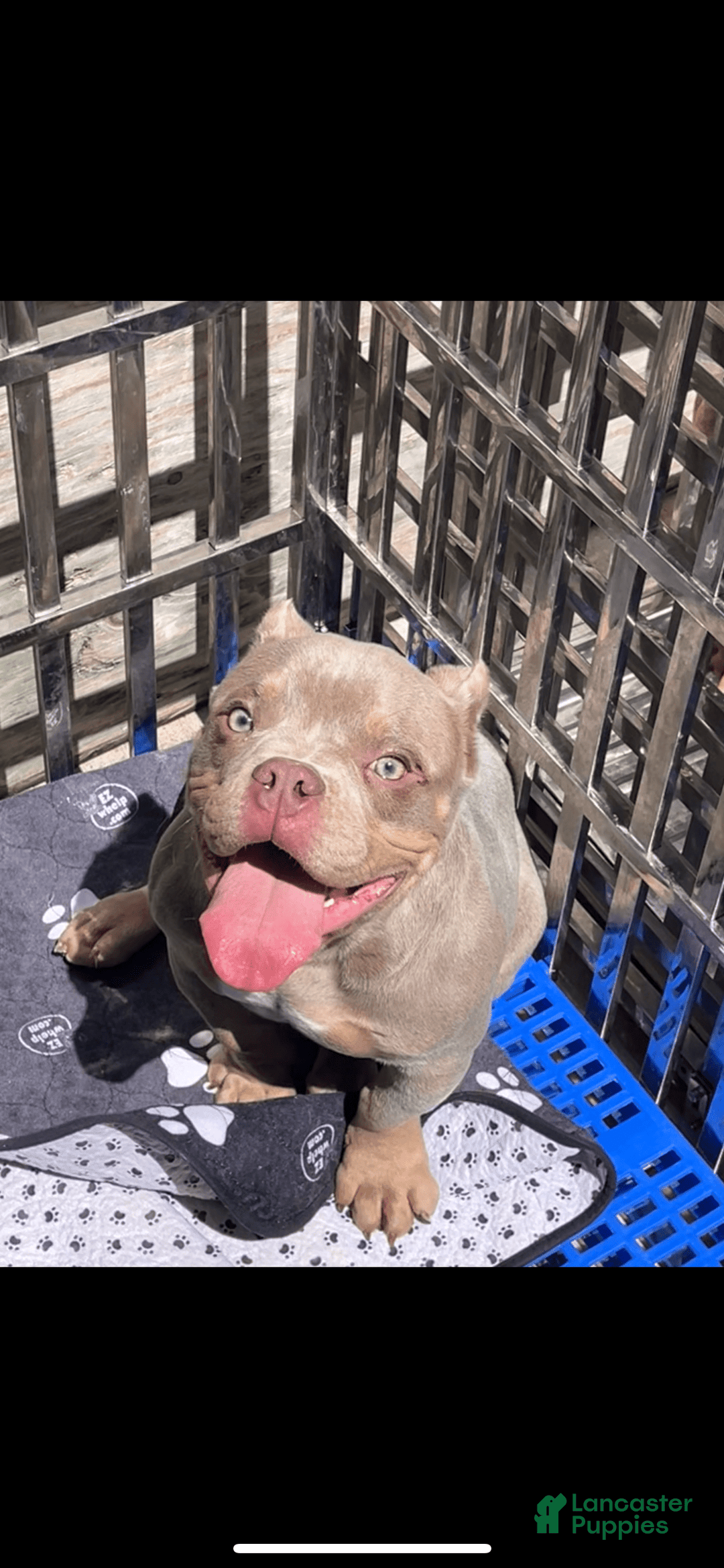 American Bully dogs for sale: Lance - Image 8