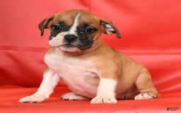 Beabull dogs for sale: Kennedi - Image 6