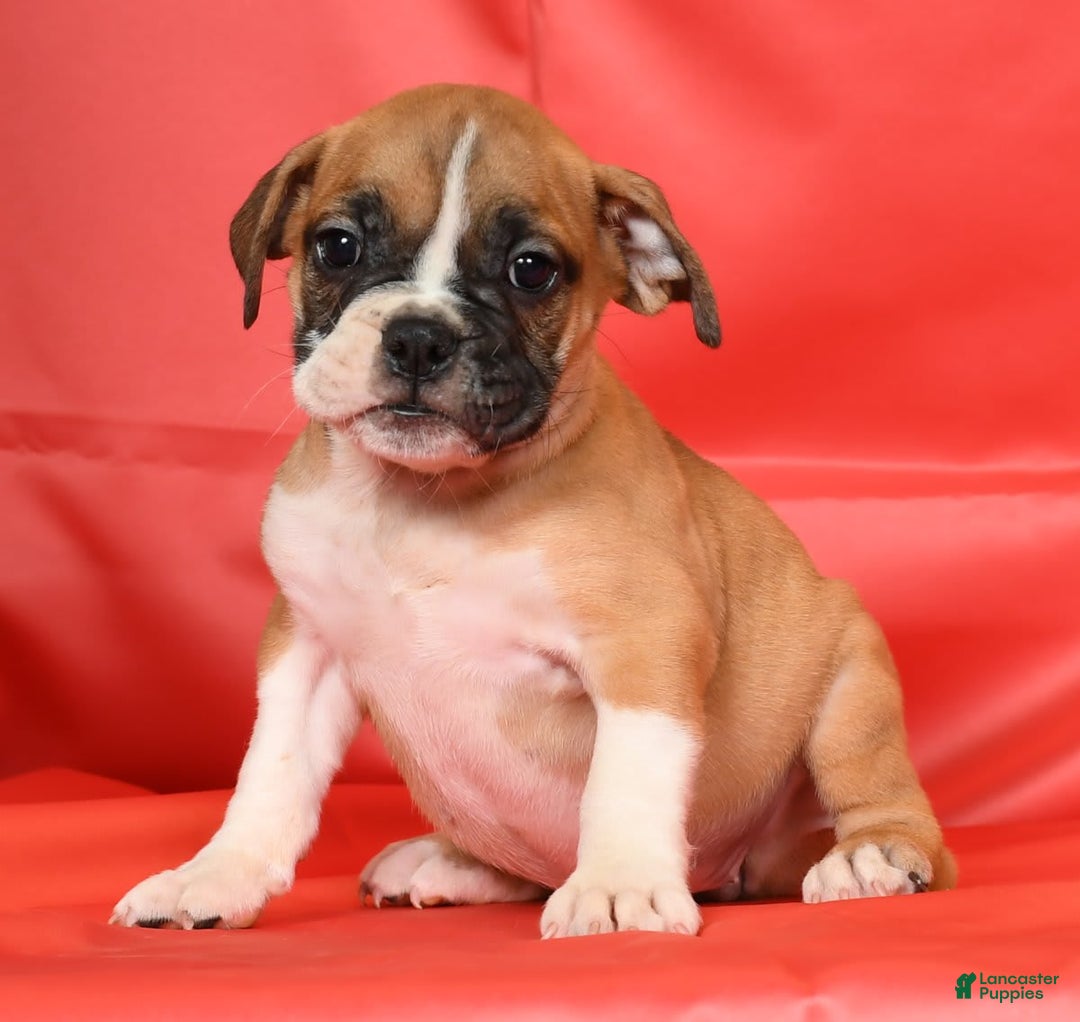 Beabull dogs for sale: Kennedi - Image 6