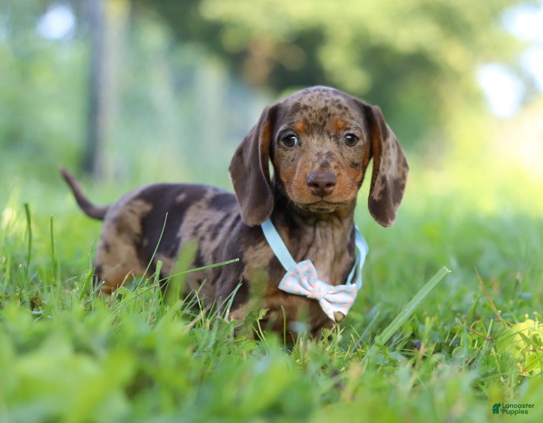 Miniature Dachshund dogs for sale: Miniature Dachshund 2 puppies - Image 5