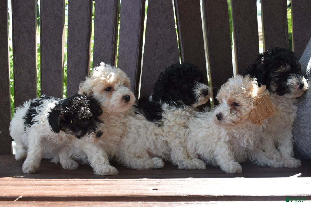 Toy Poodle dogs for sale: Ethan - Image 14