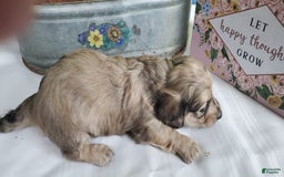 Miniature Dachshund dogs for sale: Kara - Image 1