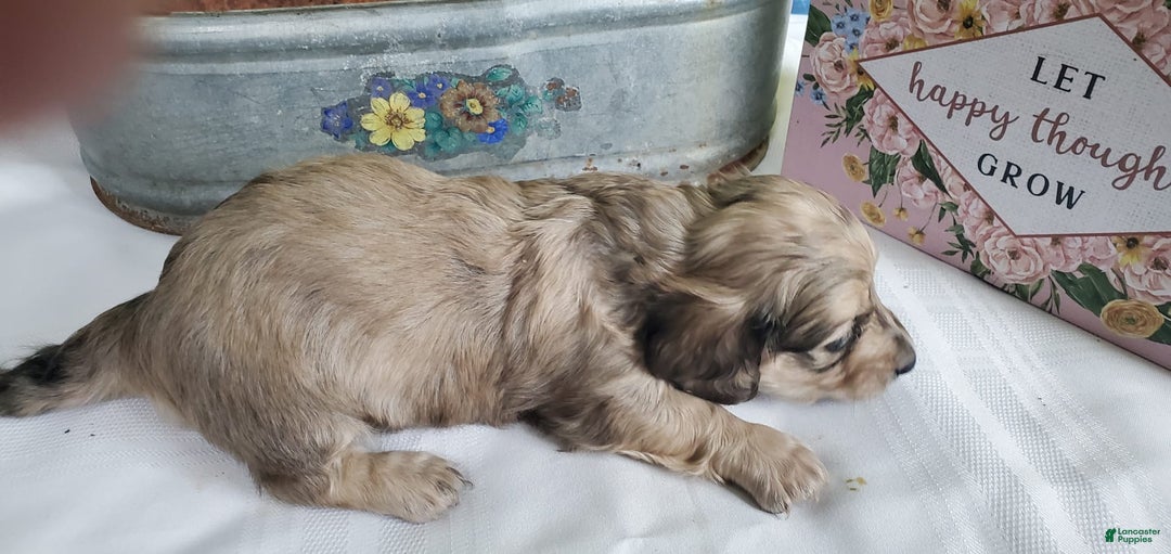 Miniature Dachshund dogs for sale: Kara - Image 1