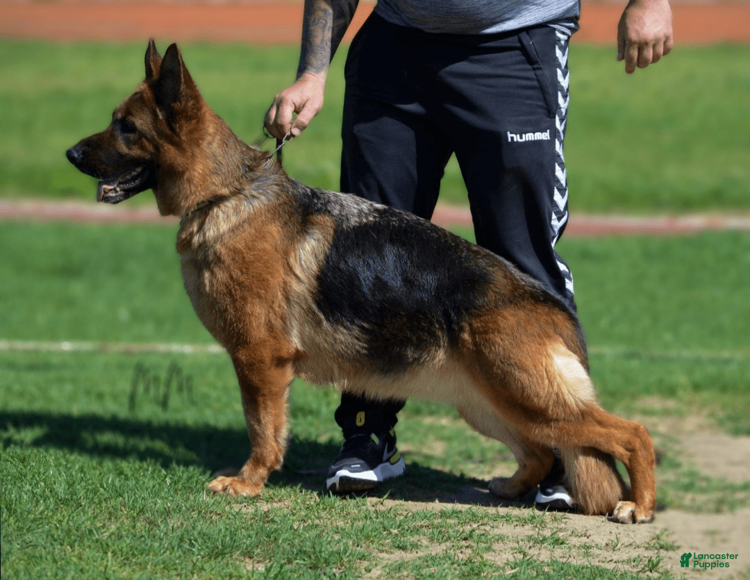 German Shepherd dogs for sale: Big Red - Image 1