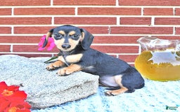 Miniature Dachshund dogs for sale: Cola - Image 22