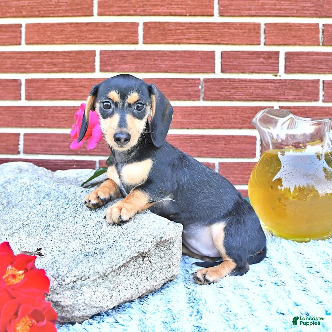 Miniature Dachshund dogs for sale: Cola - Image 22