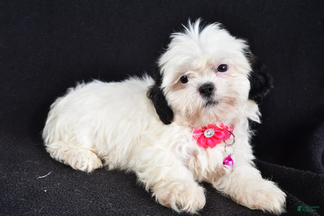 Shih Tzu dogs for sale: Tammy - Image 5