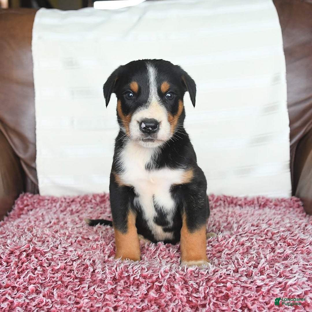 Greater Swiss Mountain Dog dogs for sale: Finn - Image 9