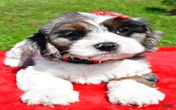 Cavapoo dogs for sale: Cavapoo 4 puppies - Image 12