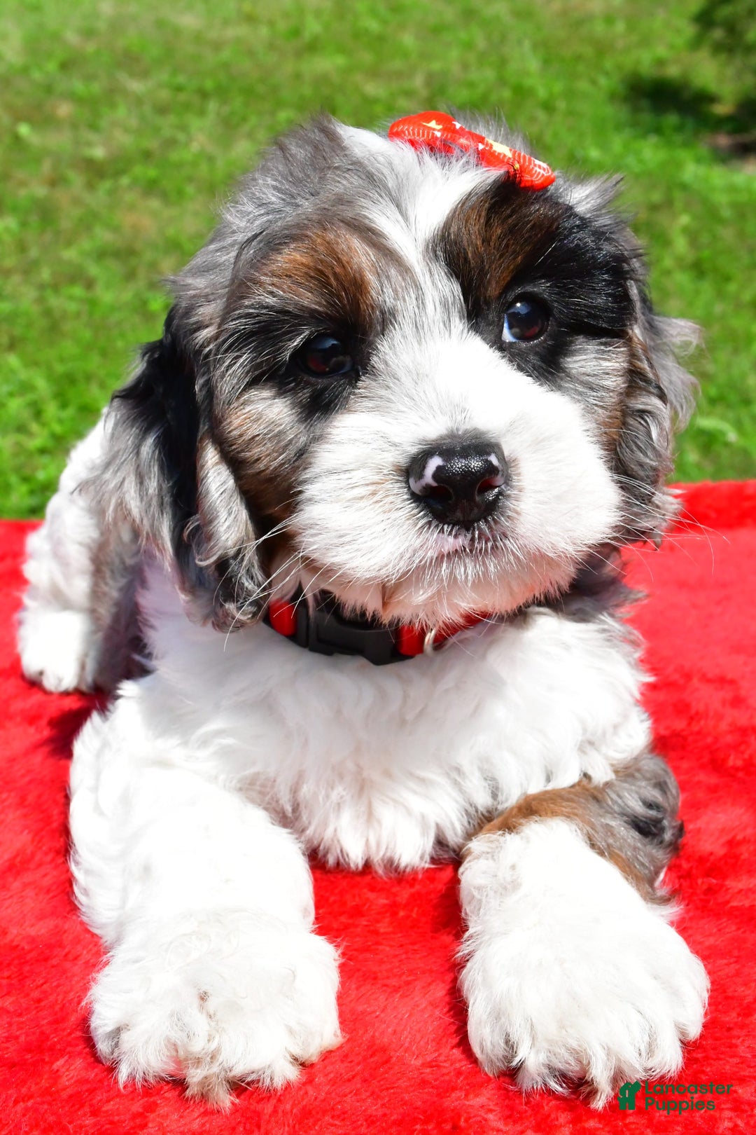 Cavapoo dogs for sale: Cavapoo 4 puppies - Image 12