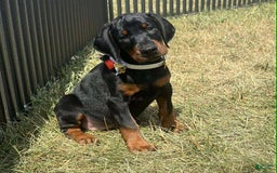 Doberman Pinscher dogs for sale: ZARA - Image 1