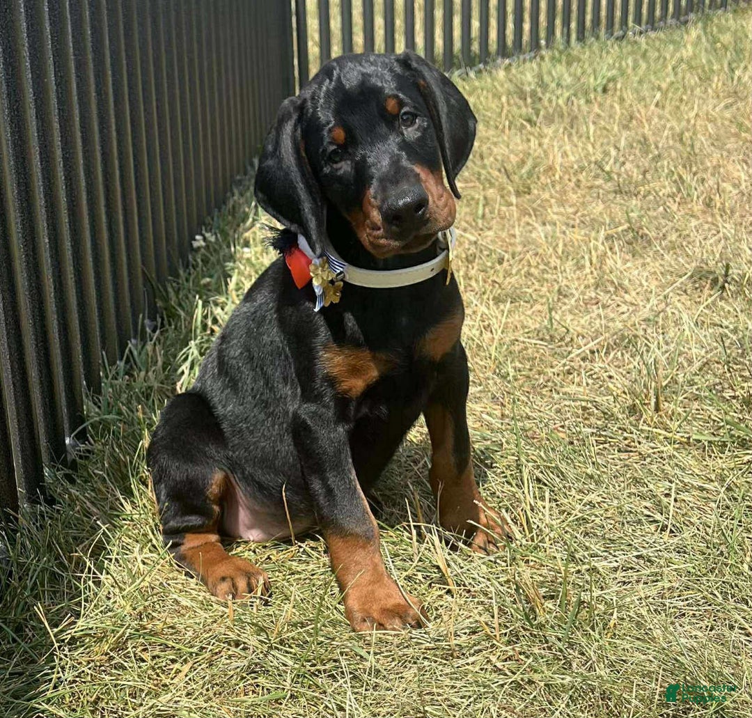 Doberman Pinscher dogs for sale: ZARA - Image 1