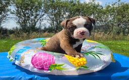 American Bulldog dogs for sale: Harry - Image 5