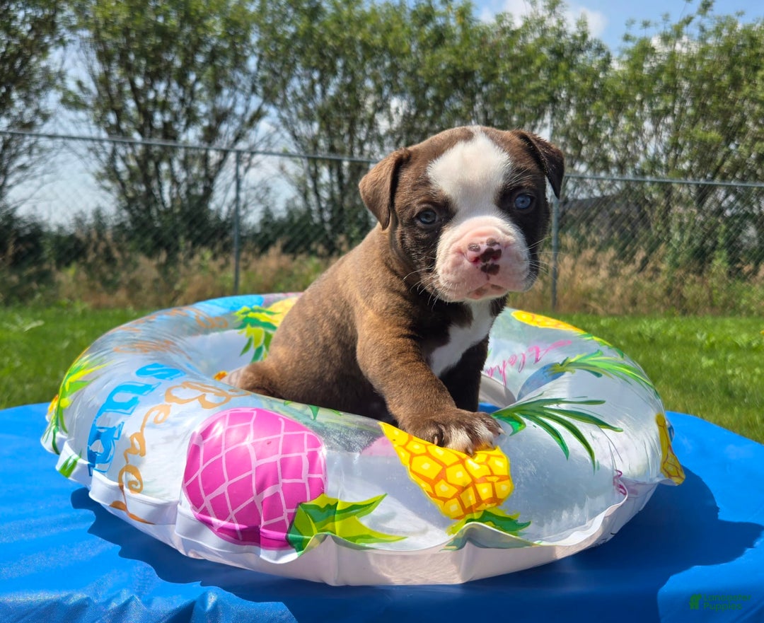 American Bulldog dogs for sale: Harry - Image 5