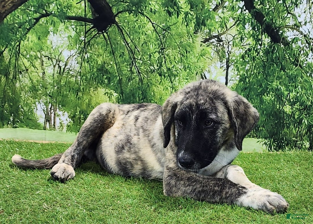 Anatolian Shepherd dogs for sale: Akc Dusty 2025 Male 3 - Image 5