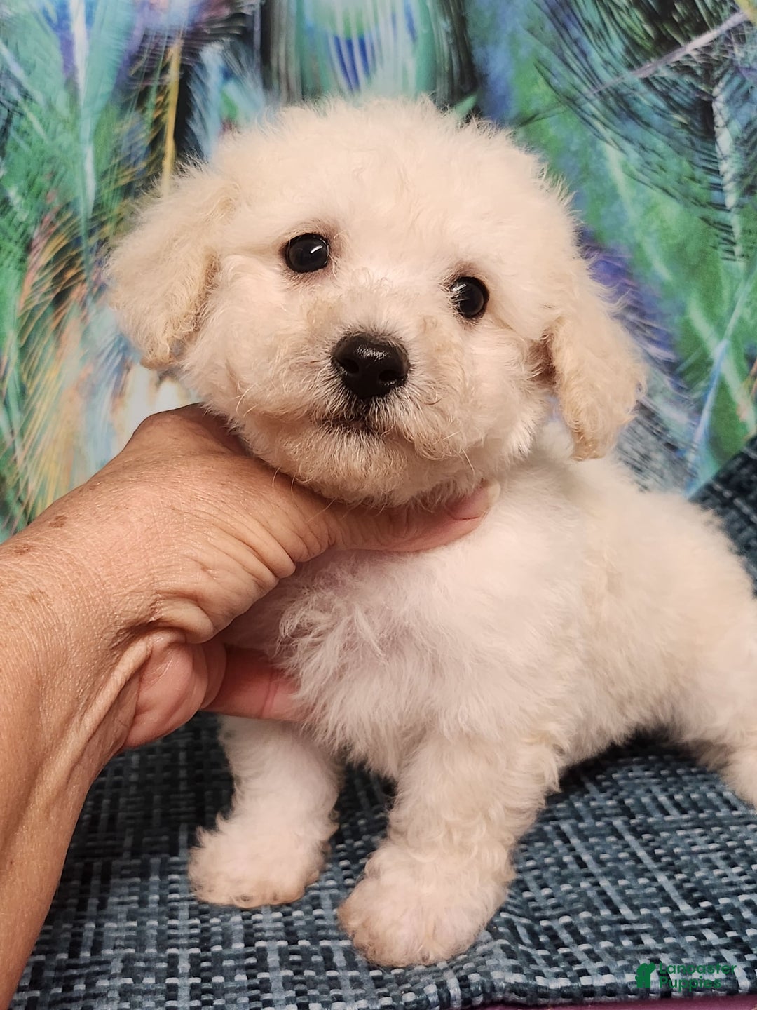Bichon Frise dogs for sale: Toy Poodle/toy Bichon Puppy - Image 5