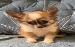 Pomchi dogs for sale: Bitsy - Image 7