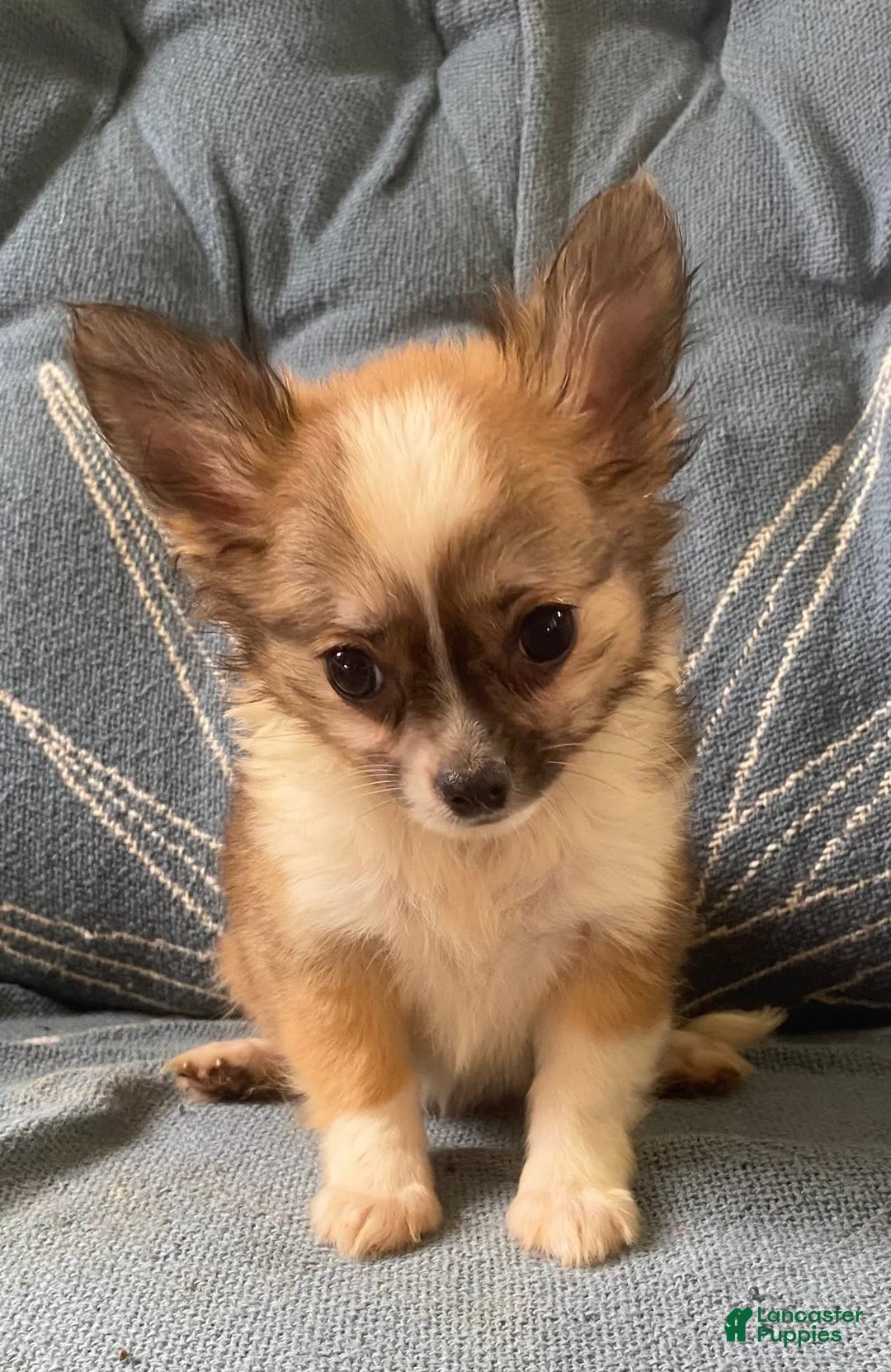 Pomchi dogs for sale: Bitsy - Image 7