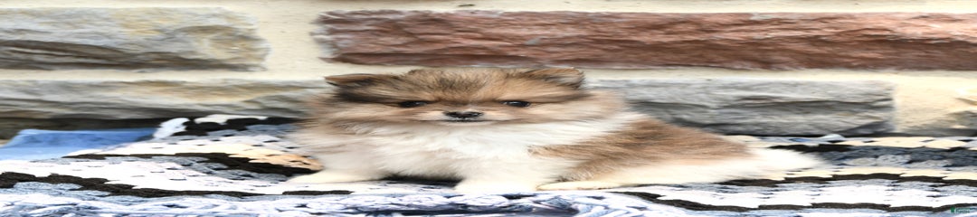 Caspian
