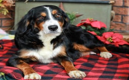 Mini Bernedoodle dogs for sale: Selah - Image 14