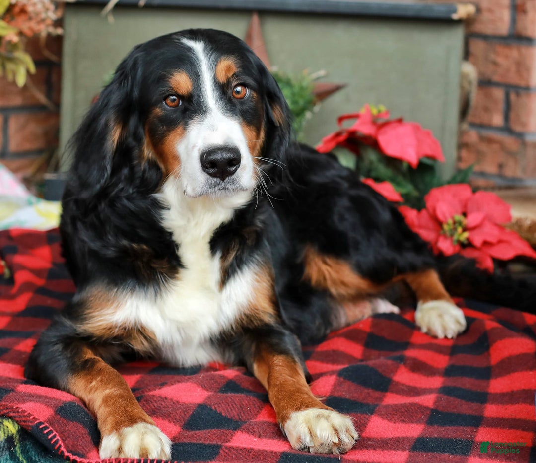 Mini Bernedoodle dogs for sale: Selah - Image 14