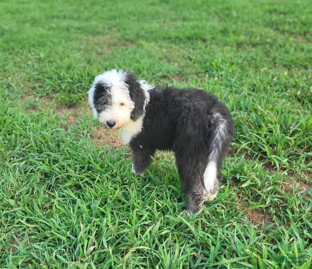 Old English Sheepdog dogs for sale: Clover - Image 6