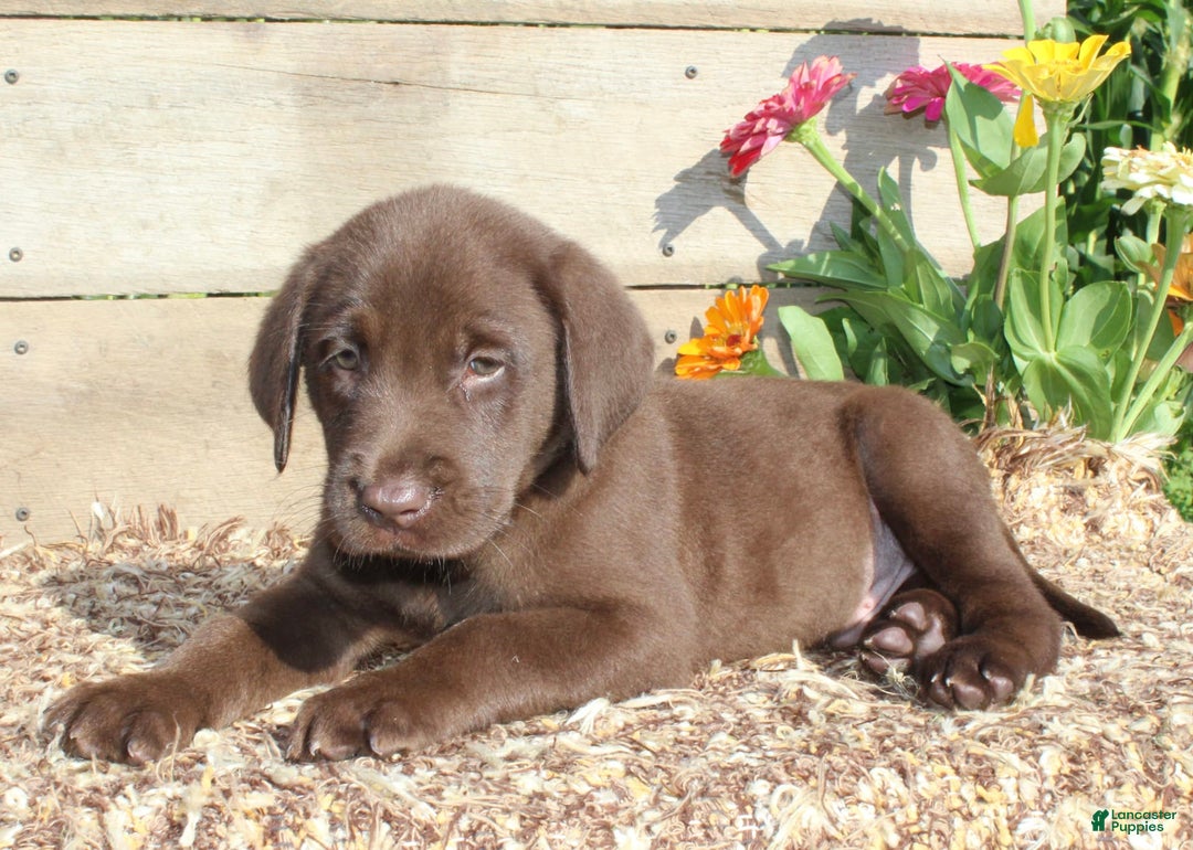 Labrador Retriever dogs for sale: Alex - Image 2