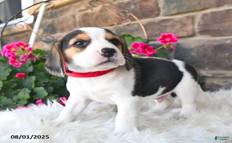 Beagle dogs for sale - Ad 2