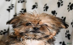 Shorkie dogs for sale: Hudson - Image 20