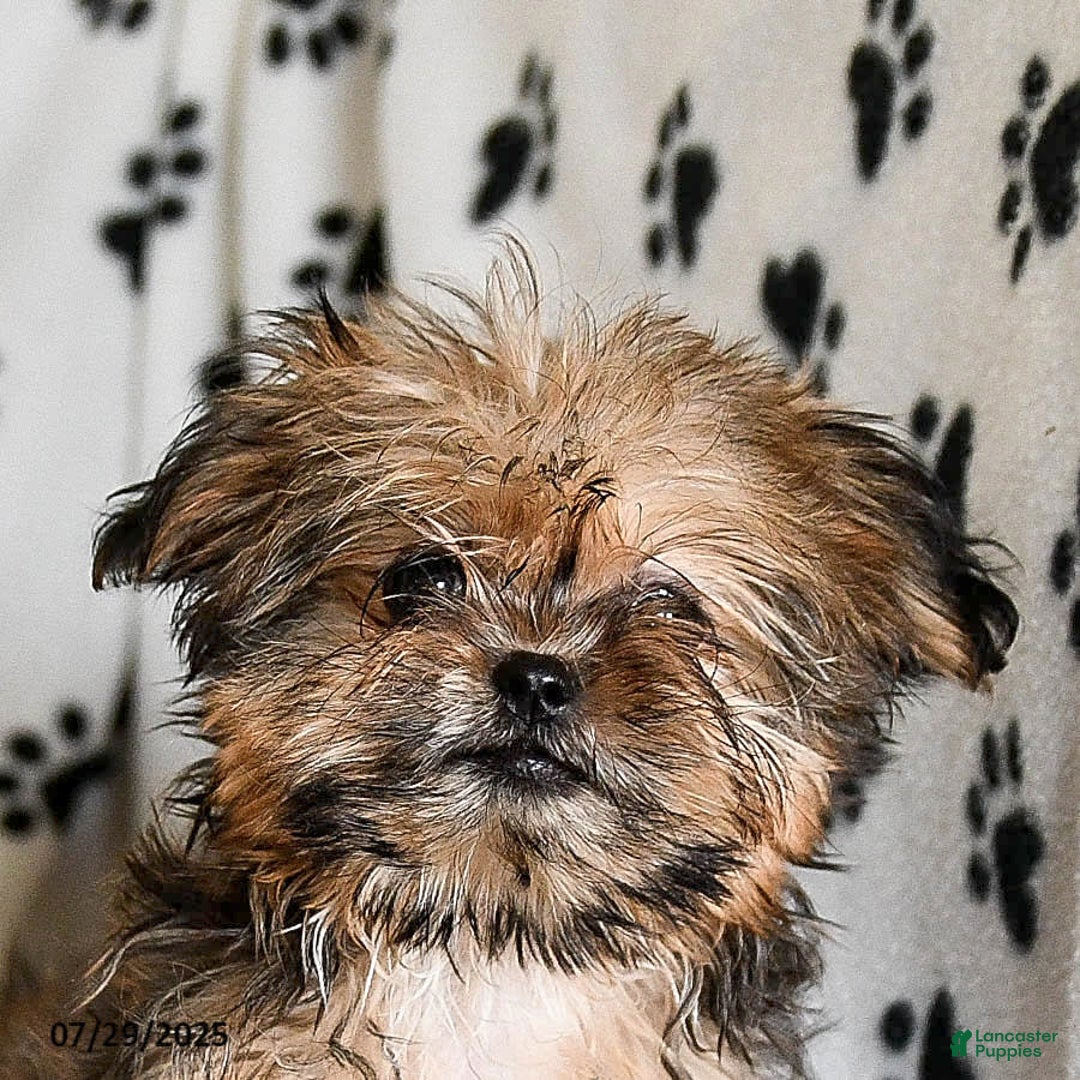Shorkie dogs for sale: Hudson - Image 20