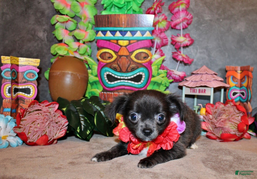 Chihuahua dogs for sale: Ohara - Image 1