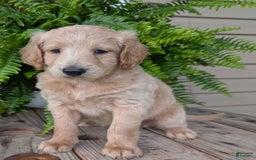 Goldendoodle dogs for sale: Bella - Image 25