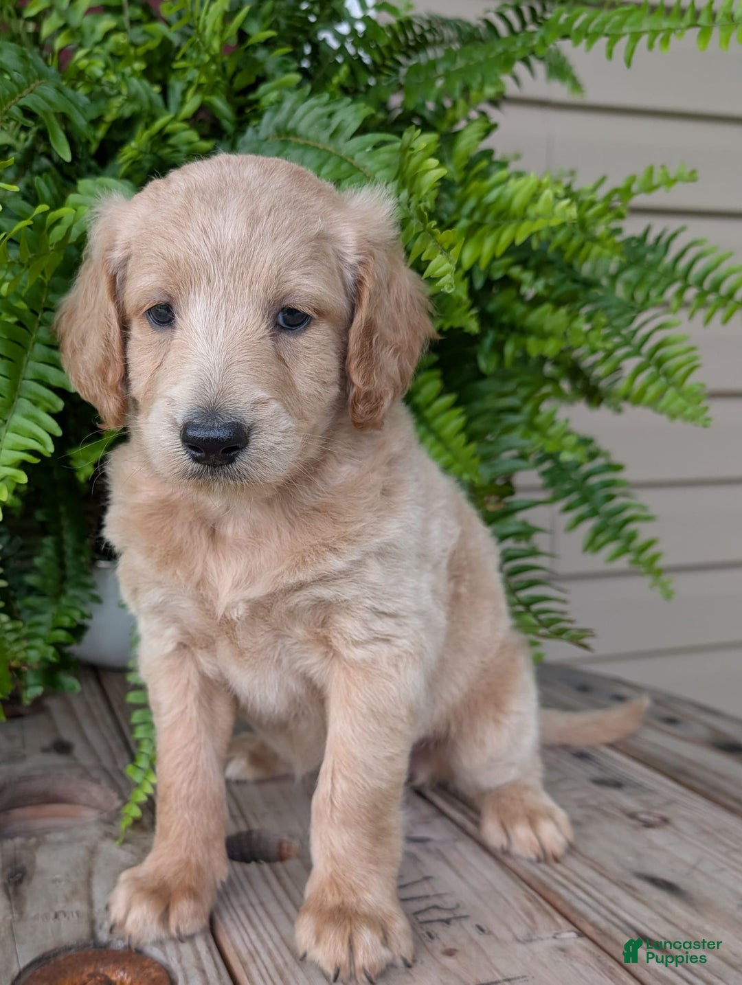 Goldendoodle dogs for sale: Bella - Image 25