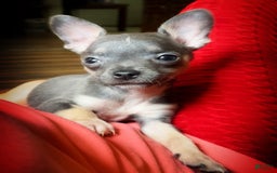 Chihuahua dogs for sale: Sweet Star - Image 1