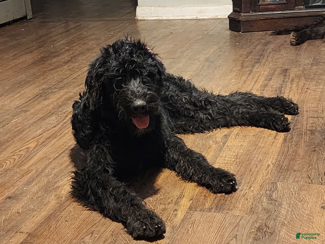 Labradoodle dogs for sale: Ruby - Image 5