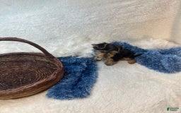 Morkie dogs for sale: Hudson James - Image 10