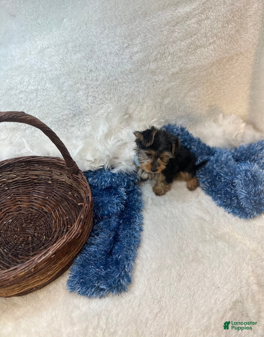 Morkie dogs for sale: Hudson James - Image 10