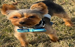 Yorkshire Terrier dogs for sale: Athena - Image 5