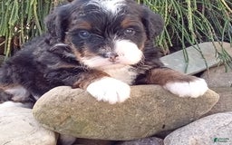 Mini Bernedoodle dogs for sale: Oakley - Image 7