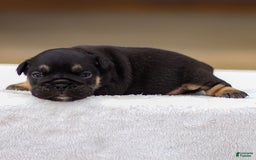 English Bulldog dogs for sale: Tatum - Image 2