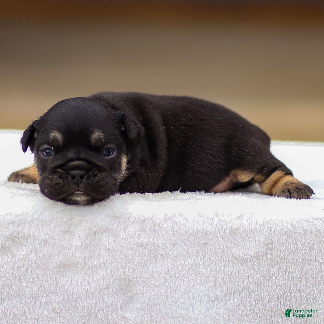 English Bulldog dogs for sale: Tatum - Image 2