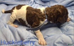 Labradoodle dogs for sale: Huckleberry - Image 1