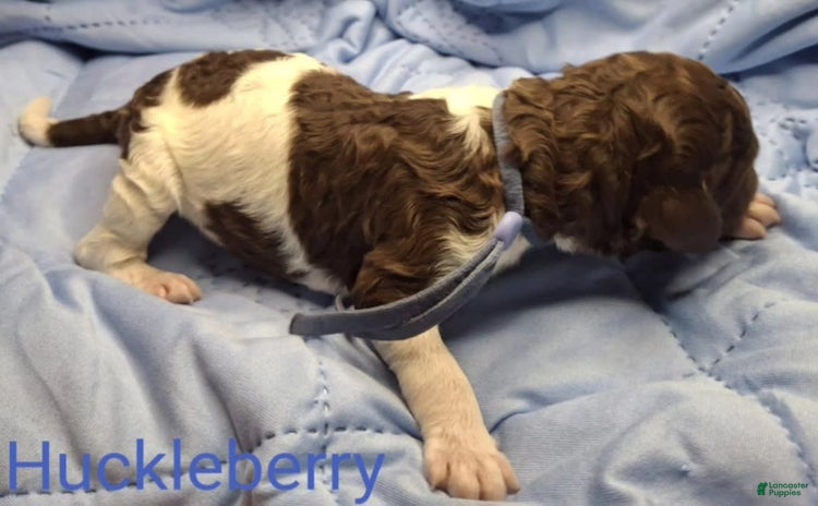 Labradoodle dogs for sale - Ad 3