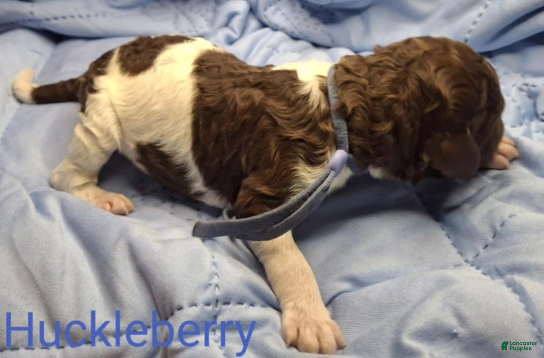 Labradoodle dogs for sale: Huckleberry - Image 1
