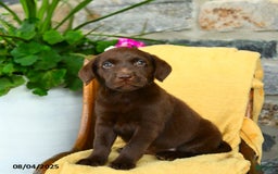 Labrador Retriever dogs for sale: Espresso - Image 3