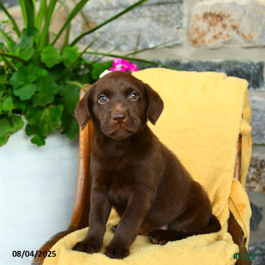 Labrador Retriever dogs for sale: Espresso - Image 3