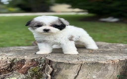 Maltipoo dogs for sale: Maribel - Image 6