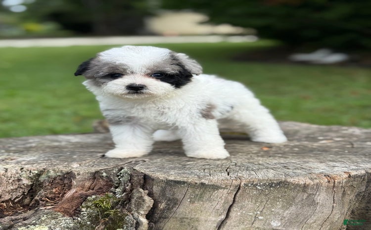 Maltipoo dogs for sale - Ad 4