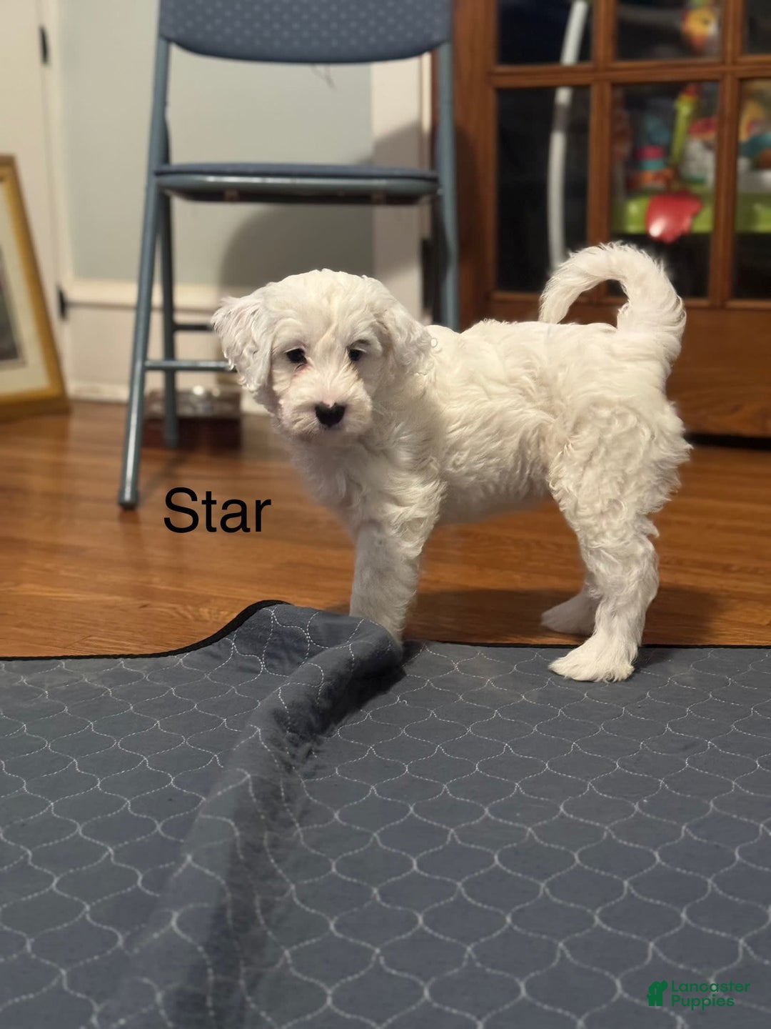 Mini Bernedoodle dogs for sale: Star - Image 13